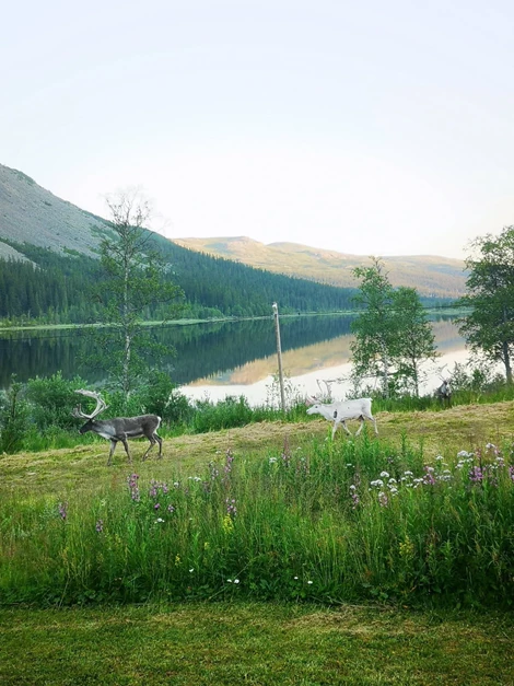Bydalens Fjällby  8 andelsveckor